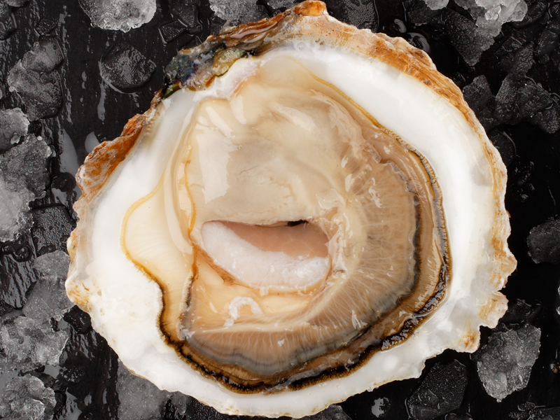 Venez déguster nos huîtres plates sur Cancale