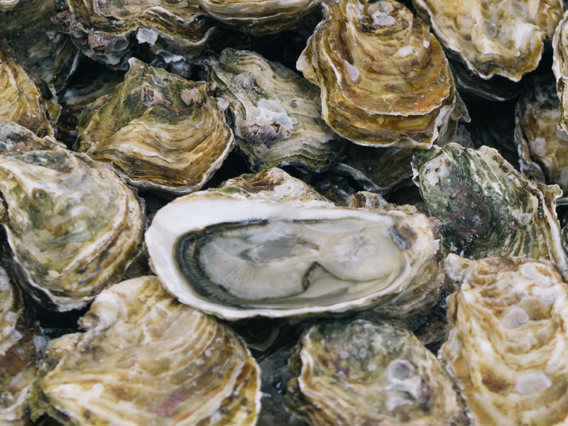 Découverte de l'ostréiculture et des huîtres sur Saint Malo